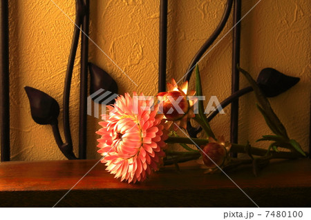 貝殻草 貝殻草 7480100