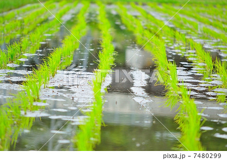 田植え 7480299