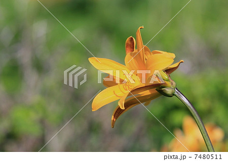 利尻のエゾカンゾウ 7480511