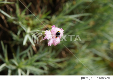 ヒメクロウリハムシ 7480526