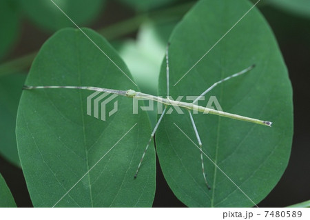 ナナフシの幼虫 7480589