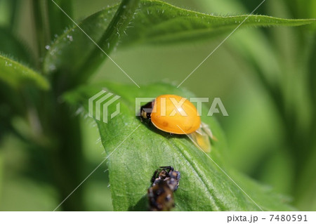 羽化直後のナナホシテントウ 羽化直後のナナホシテントウ 7480591