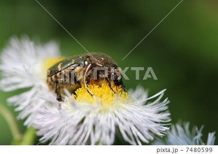 コアオハナムグリとハルジオン コアオハナムグリとハルジオン 7480599