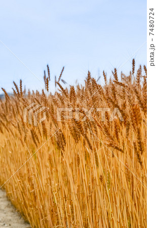麦畑 麦畑 7480724