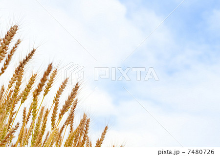 麦畑 麦畑 7480726