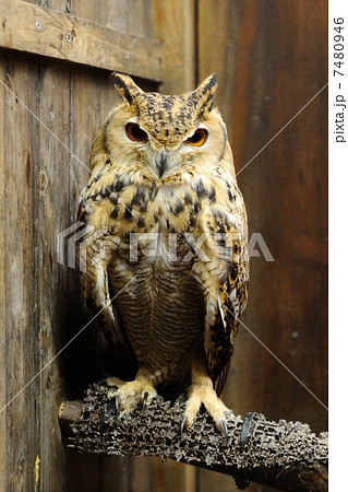 ファラオワシミミズク 7480946