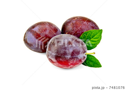 Plum red with leaves Plum red with leaves 7481076