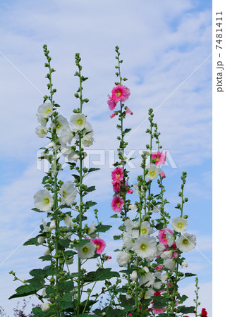 爽やかな白色とピンク色のタチアオイの花と青空 7481411