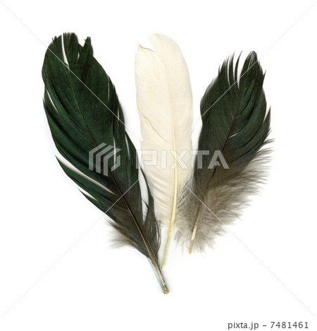 Three feathers Three feathers 7481461