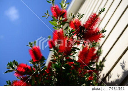 ブラシの木 ブラシの木 7481561