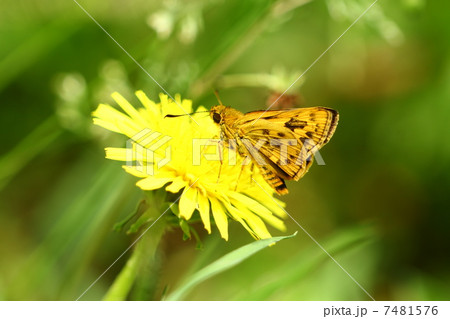 キマダラセセリ 7481576