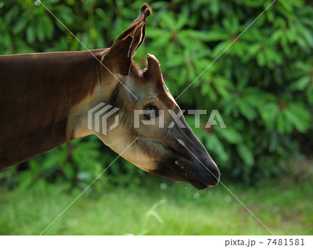 オカピの横顔 オカピの横顔 7481581