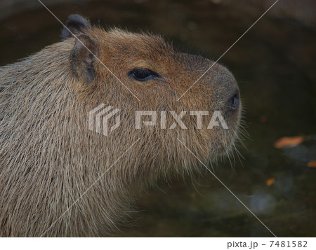 カピバラの横顔 カピバラの横顔 7481582