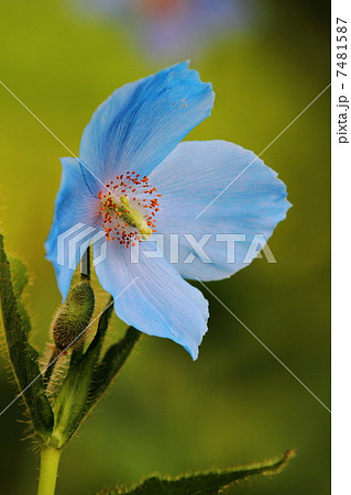 ヒマラヤの青いケシ 7481587