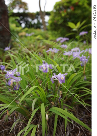 ミニアヤメ 7481595