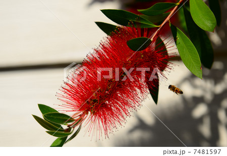 ブラシの花 ブラシの花 7481597