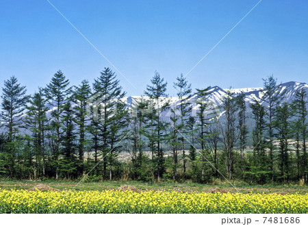 春の蔵王連峰 7481686