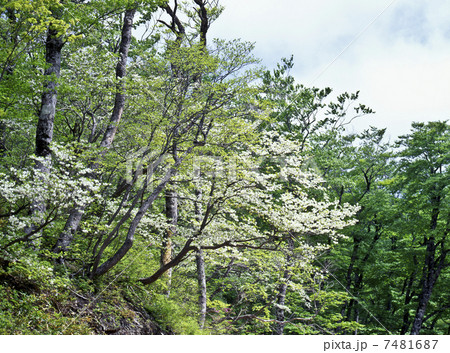 ドウダンツツジ ドウダンツツジ 7481687