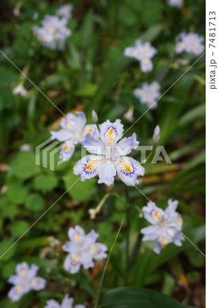 シャガの花 シャガの花 7481713