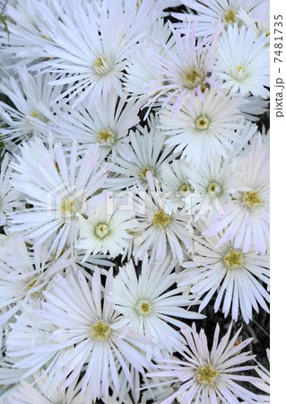 マツバギク 04 マツバギク 04 7481735