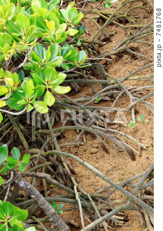 マングローブ 7481768