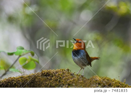 駒鳥の囀り 7481835