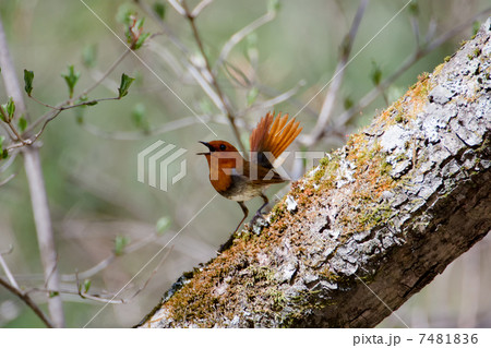 駒鳥の囀り 7481836