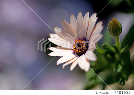 ディモルフォセカ 7481959