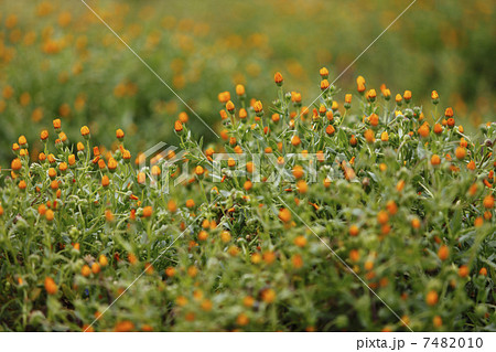 カレンデュラ 7482010