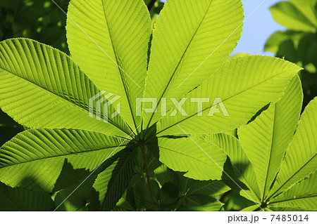 トチの木の葉 トチの木の葉 7485014
