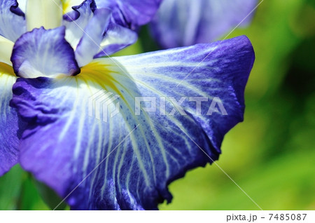 花菖蒲（堀切菖蒲園） 7485087
