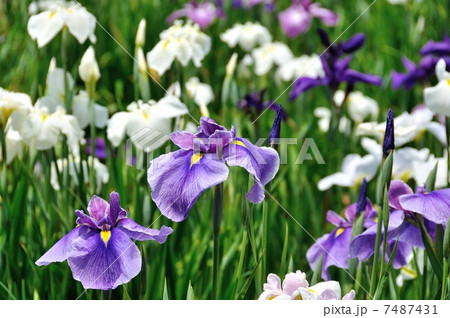 花菖蒲（堀切菖蒲園） 7487431