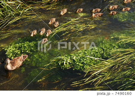 頑張るカルガモのご一統様 頑張るカルガモのご一統様 7490160