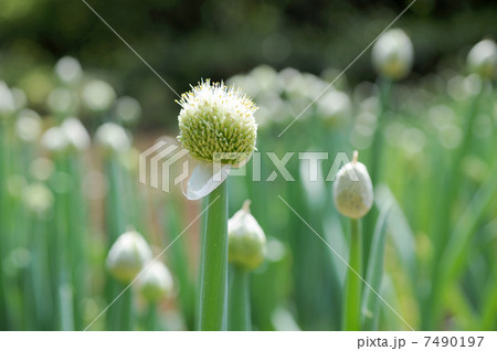 ネギ坊主 ネギ坊主 7490197