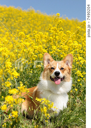 菜の花とコーギー 7490204