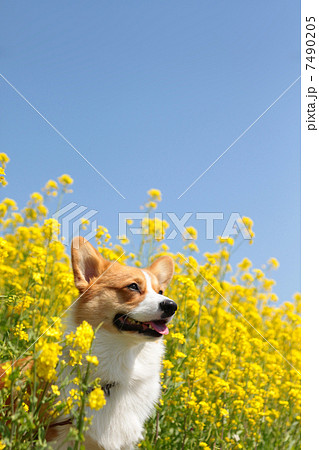 菜の花と青空とコーギー 菜の花と青空とコーギー 7490205