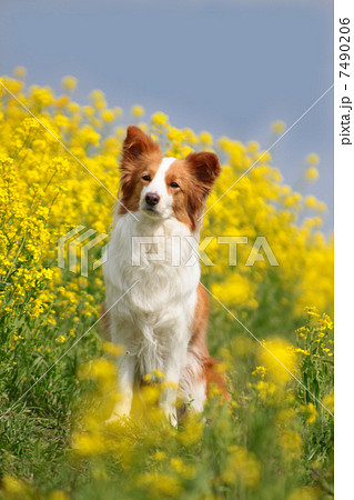 菜の花とボーダーコリー 7490206