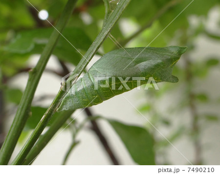 アゲハチョウの蛹 7490210