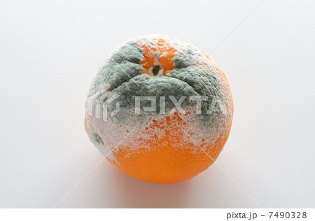 アオカビの生えたオレンジ アオカビの生えたオレンジ 7490328