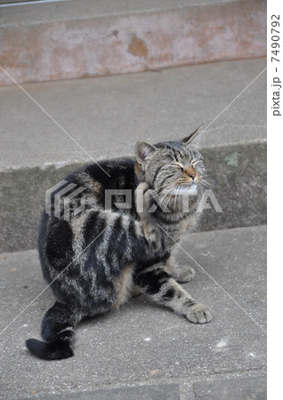 猫　きもちいい 7490792