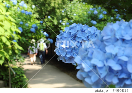 アジサイ小路 アジサイ小路 7490815