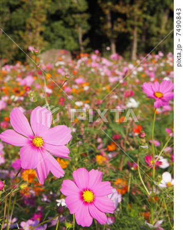 ピンクのコスモスの花畑 ピンクのコスモスの花畑 7490843