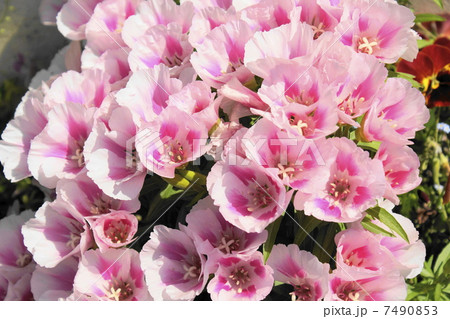 ゴデチア　０４ 7490853