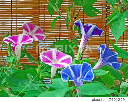 赤と青の朝顔 7491299
