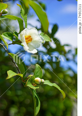 沙羅双樹 沙羅双樹 7491311