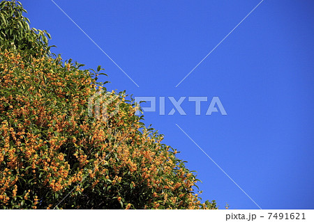 秋に香る花　金木犀 7491621