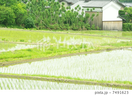 緑の田んぼ 7491623