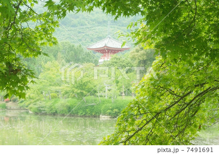 緑の京都大覚寺 7491691