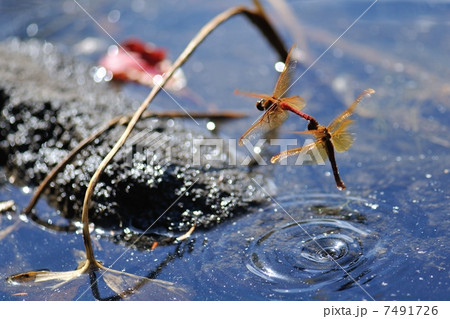 キトンボ キトンボ 7491726