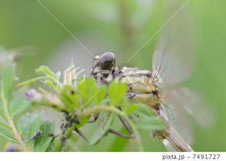 キイロサナエ キイロサナエ 7491727